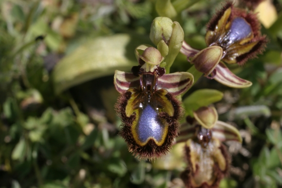 Ophrys speculum finalmente !!!