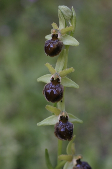 Ophrys sphegodes sotto casa