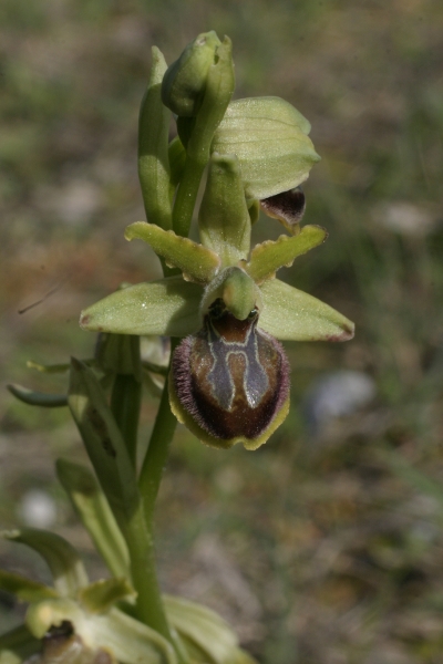 O.sphegodes uno