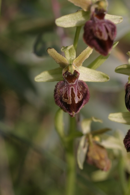 O.sphegodes due