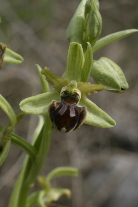 O.sphegodes uno