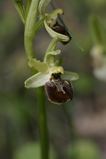 O.sphegodes due