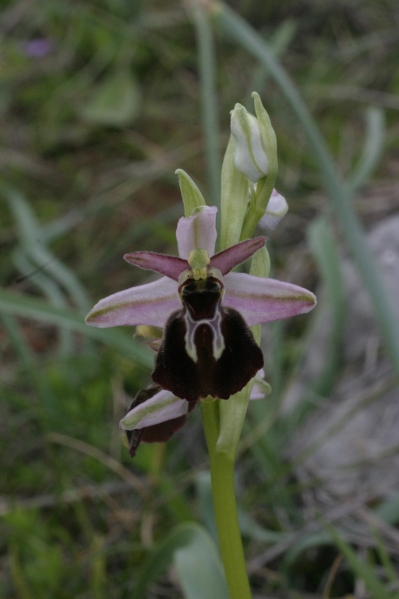 Ophrys exaltata montis-leonis