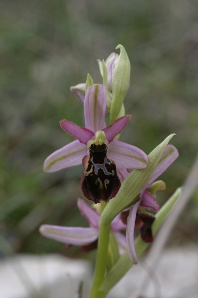 Ophrys exaltata montis-leonis