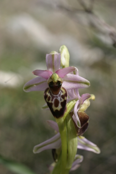 Ophrys exaltata montis-leonis