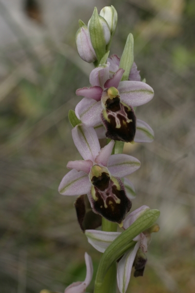 Ophrys exaltata montis-leonis