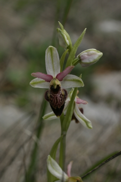 Ophrys exaltata montis-leonis