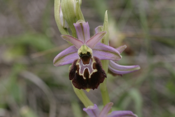 Ophrys exaltata montis-leonis