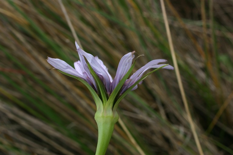 Tragopogon porrifolius