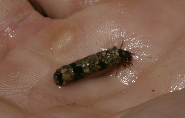 Larva di Limnephilidae
