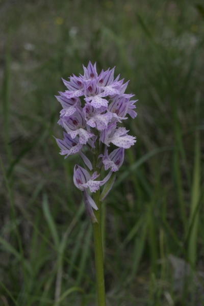 Neotinea tridentata