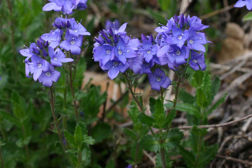 Veronica orsiniana