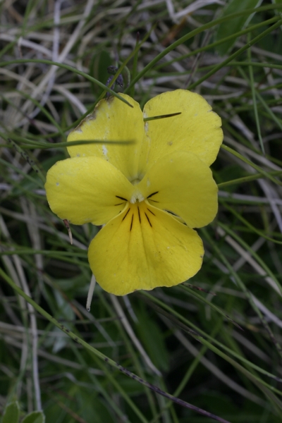 Viola eugenieae