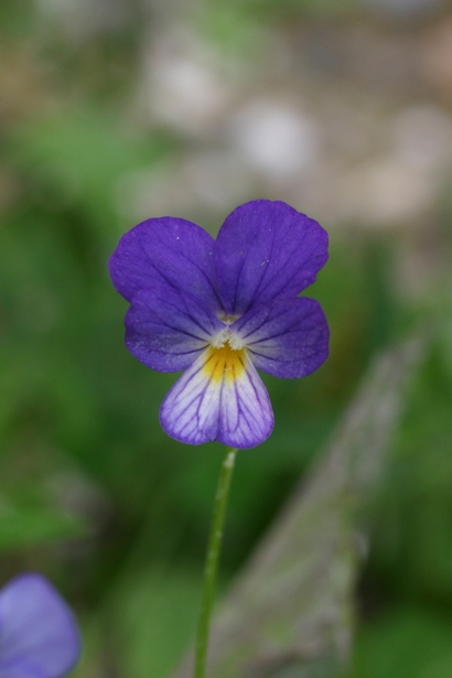 Viola tricolor