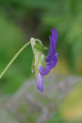 Viola tricolor