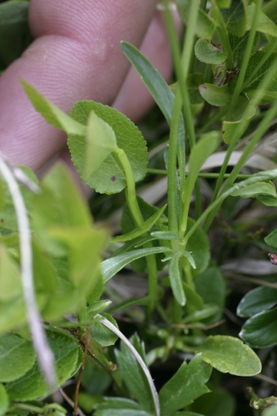 Viola eugenieae