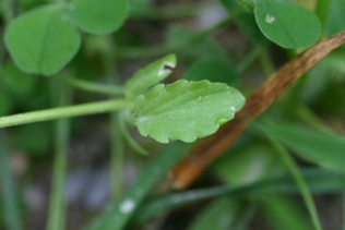 Viola tricolor