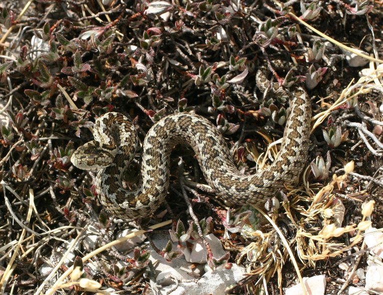 Vipera ursinii