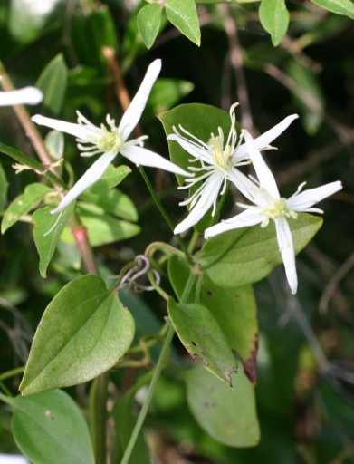 vitalba a Tirrenia - Clematis flammula