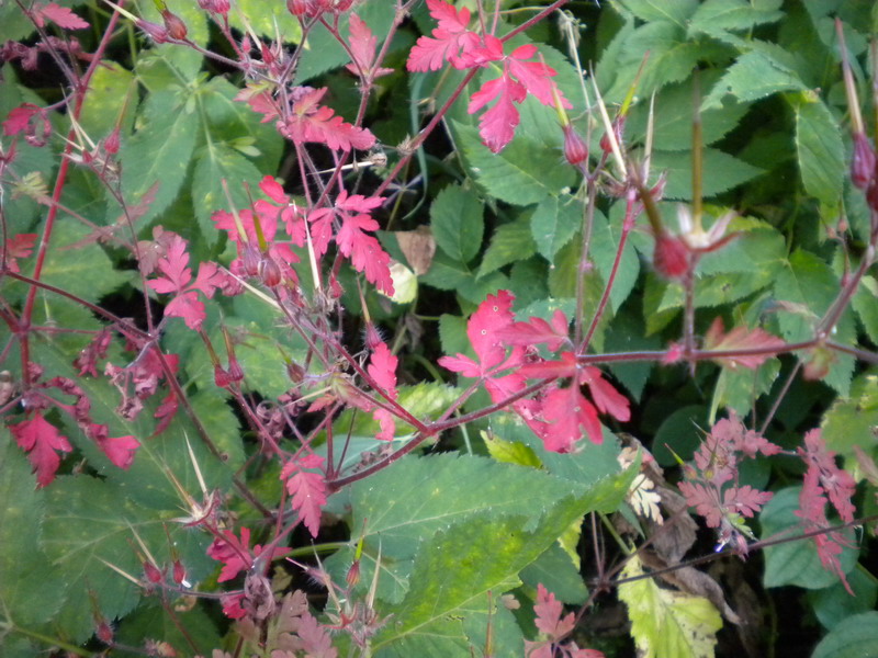 Geranium robertianum