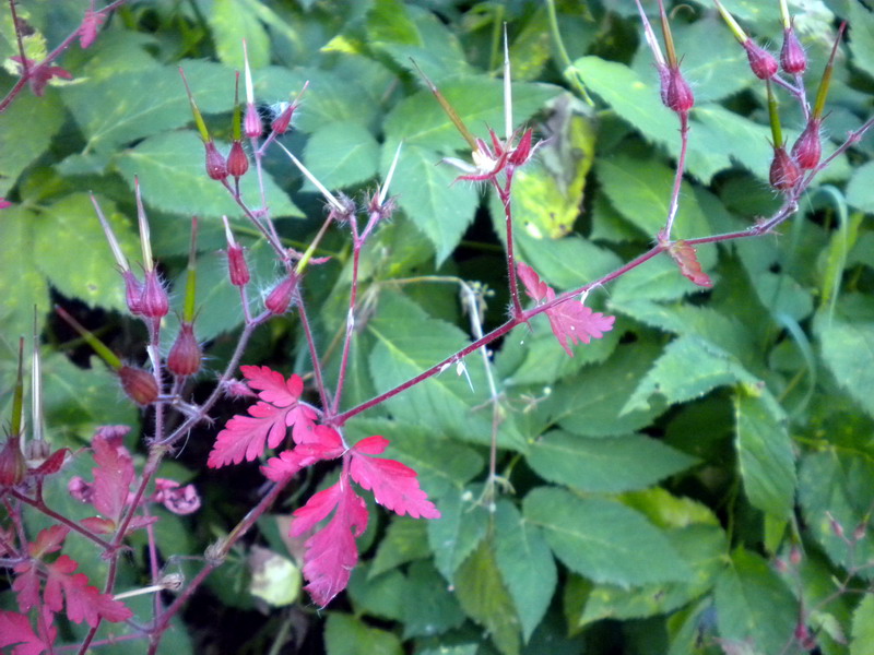 Geranium robertianum