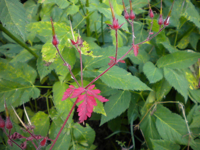 Geranium robertianum