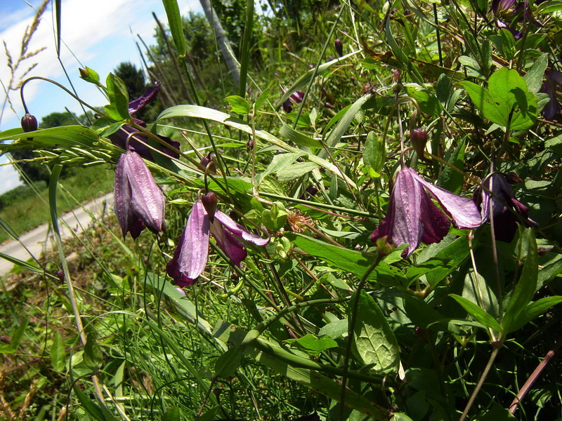 Clematis viticella