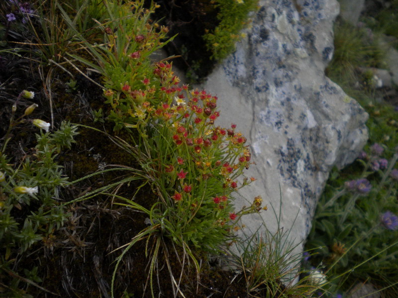 Saxifraga exarata subsp. moschata