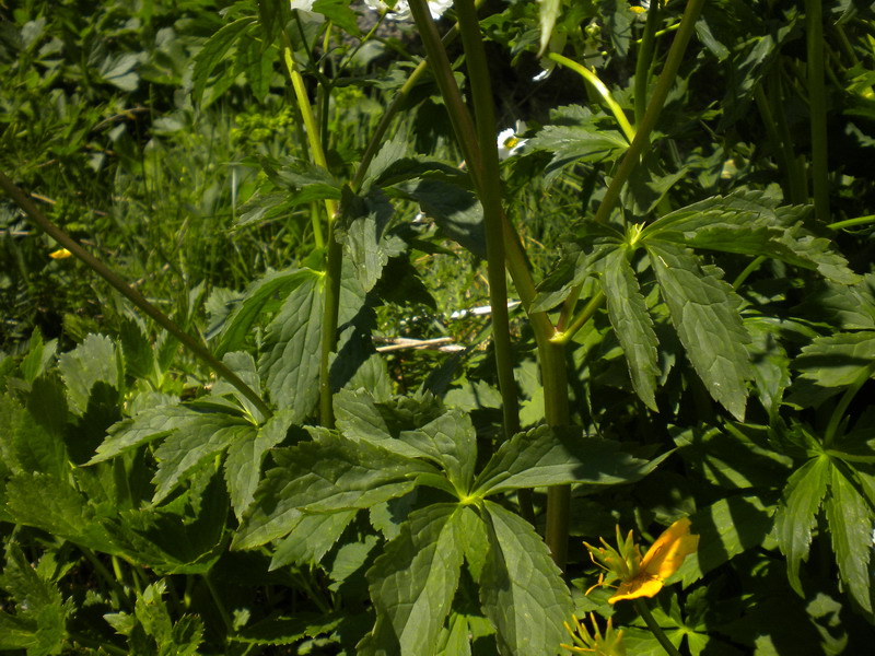 Ranunculus cfr. aconitifolius