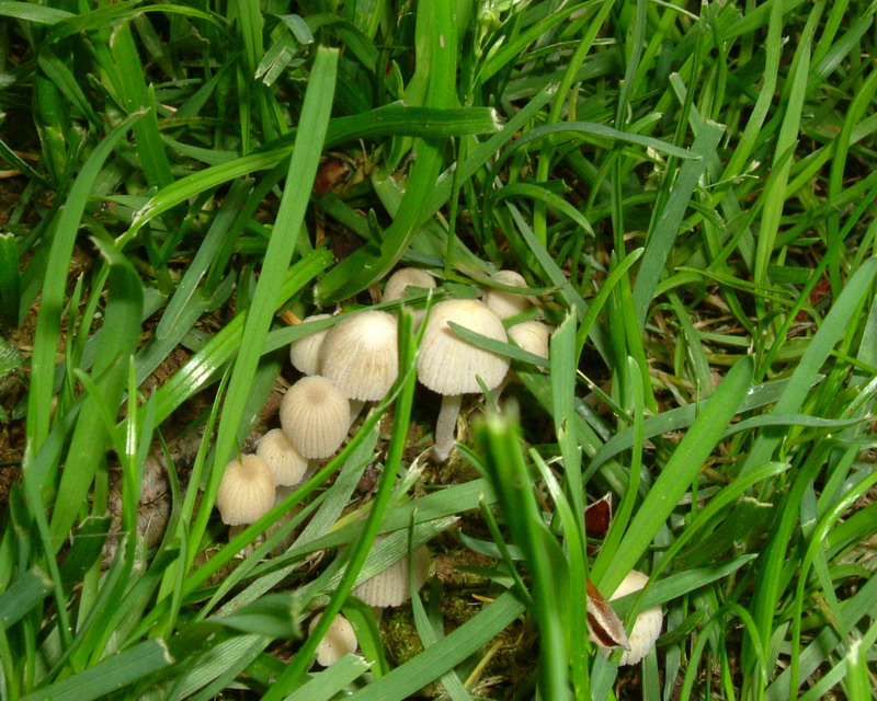 Coprinus ??