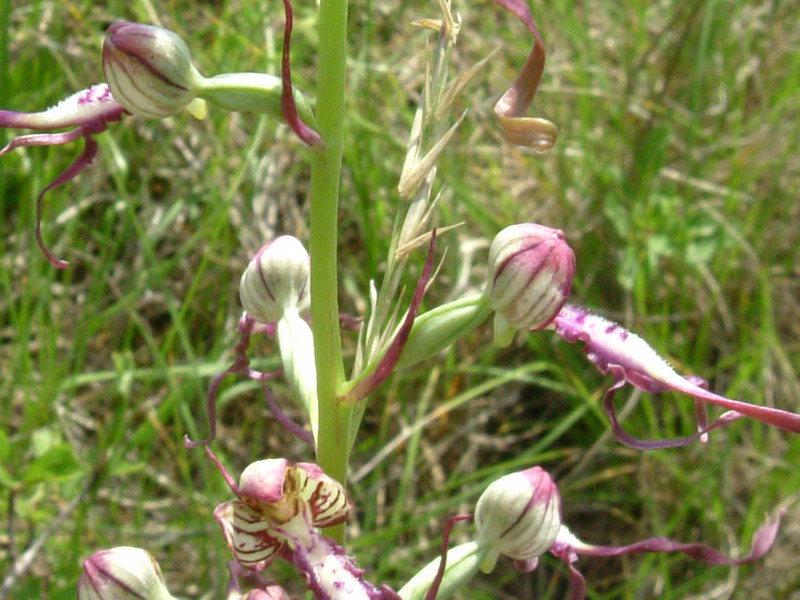 Himantoglossum adriaticum