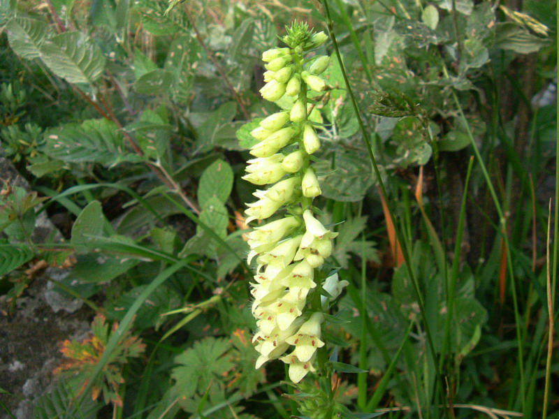 Digitalis lutea