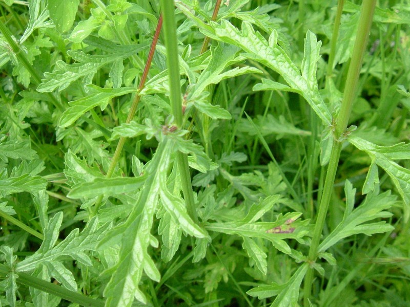 Verbena officinalis