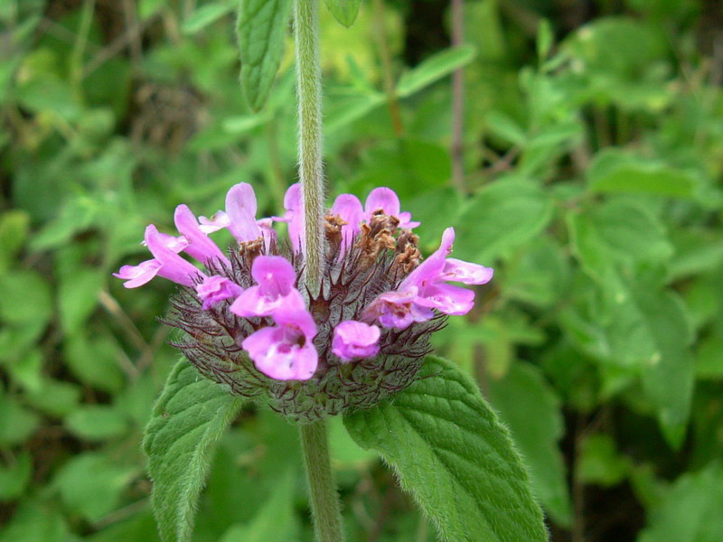 Clinopodium vulgare / Clinopodio dei boschi