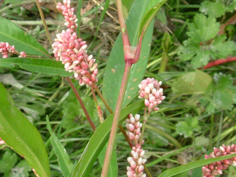 Nel canale - Polygonum sp.