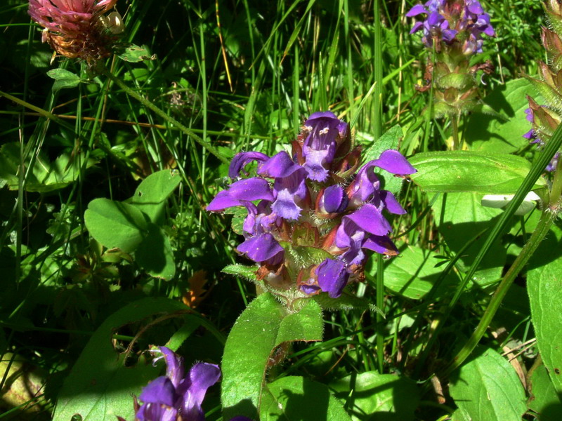 Dal passo Rolle 2 - Prunella vulgaris