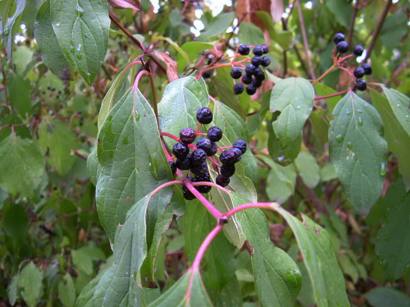 Cornus sanguinea / Corniolo sanguinello