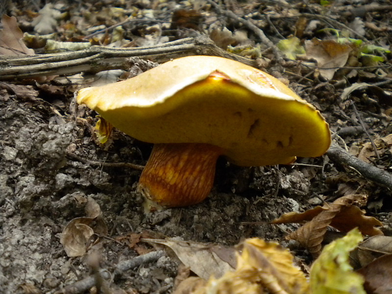 Boletus molto variabile