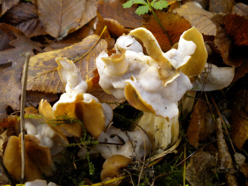 Helvella