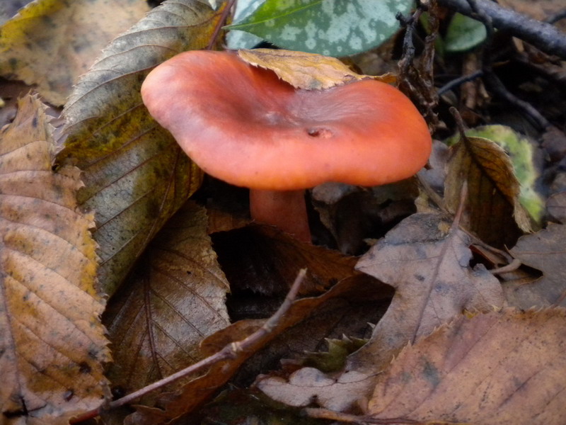 Lactarius