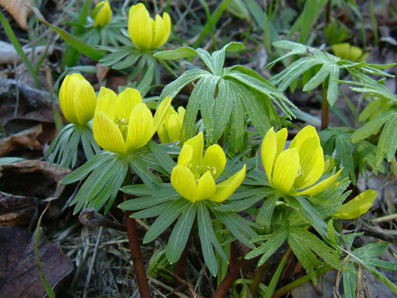 Eranthis hyemalis ed Hepatica nobilis