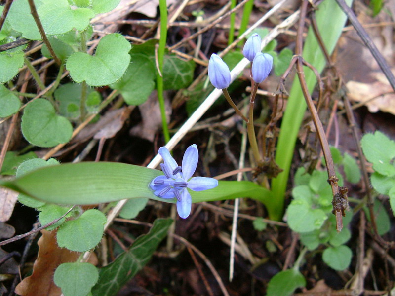 Scilla bifolia / Scilla silvestre