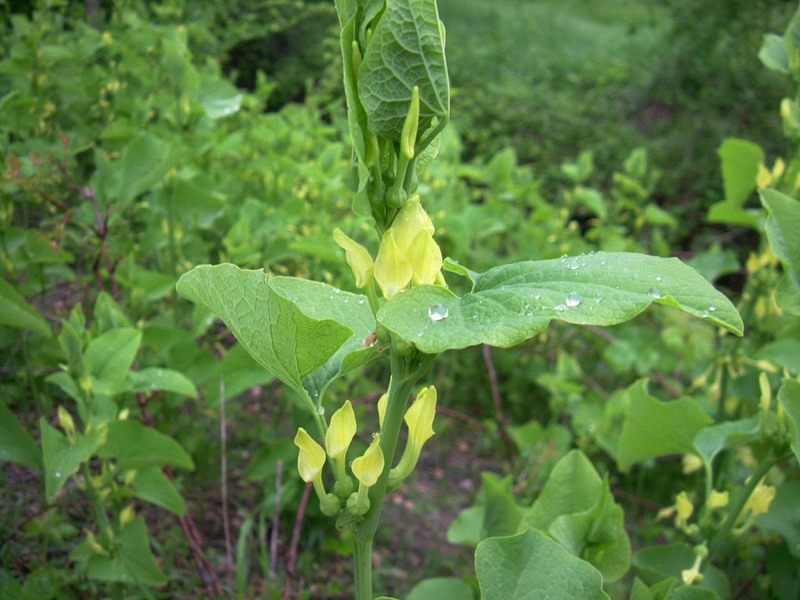 Aristolochia clematitis