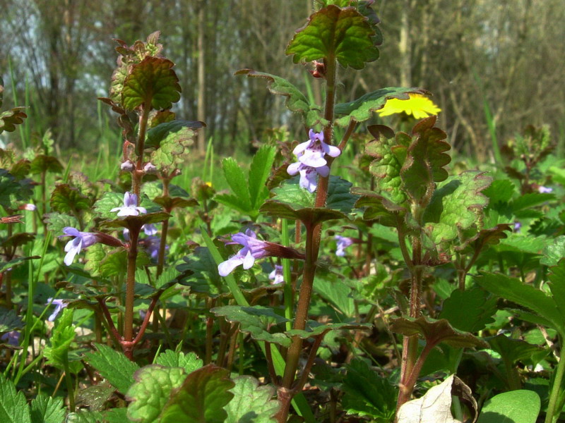 Glechoma hederacea