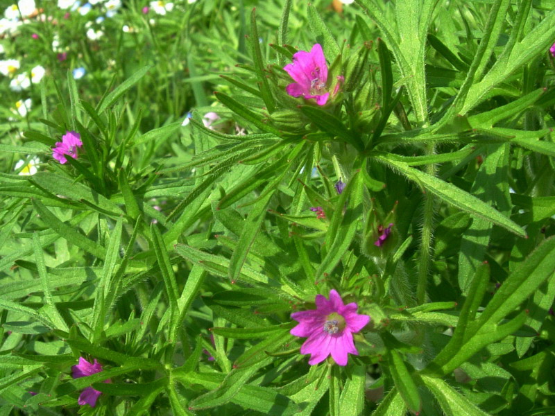 Geranium dissectum