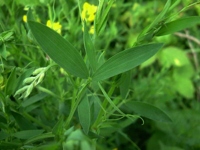 Lathyrus pratensis / Cicerchia dei prati