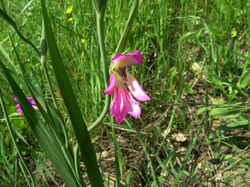 Iridacea - Gladiolus cfr. communis