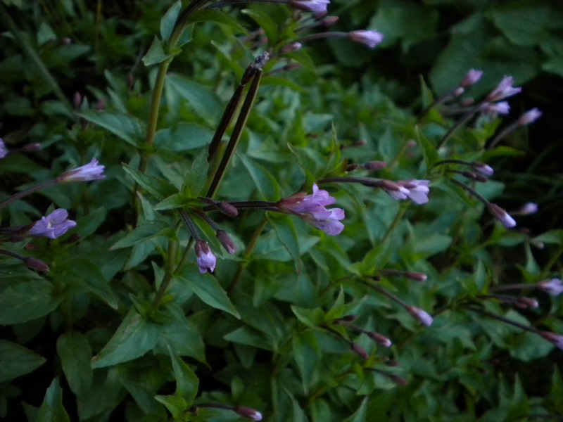 Epilobium alsinifolium (Myrtales - Onagraceae)