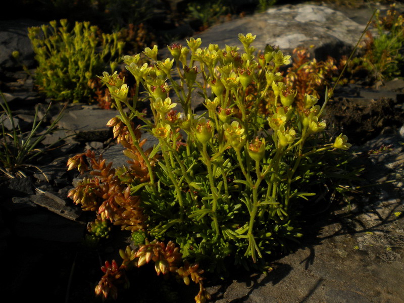 Saxifraga exarata. subsp. moschata