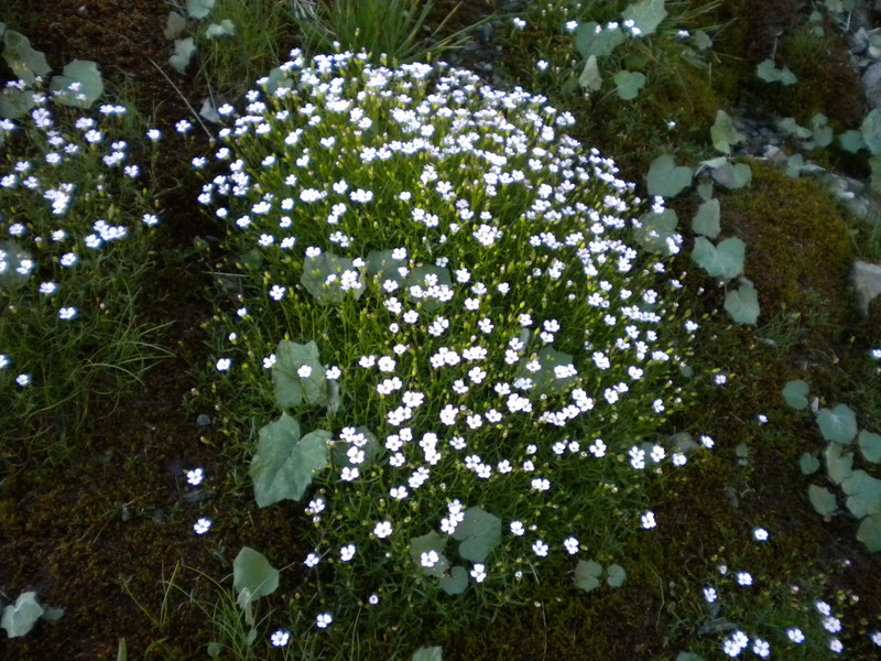 Silene pusilla  subsp. pusilla